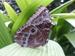 FZ007465 Blue butterfly.jpg